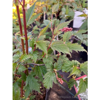 Neilia tybetańska-Neillia thibetica