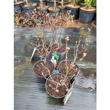 Fotergilla olszolistna Suzanne-Fothergilla gardenii