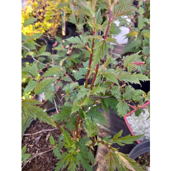 Neilia tybetańska-Neillia thibetica
