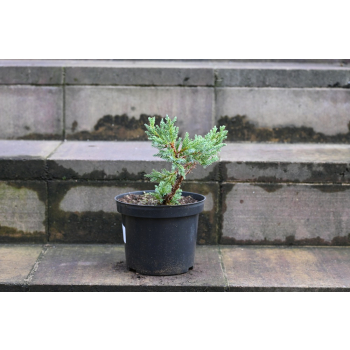 Jalowiec łuskowy Holger - Juniperus squamata 0003