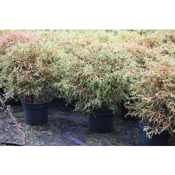 Żywotnik zachodni Mr Bowling Ball - Thuja occidentalis