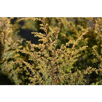 Jałowiec pospolity Suecica Aurea-Juniperus communis