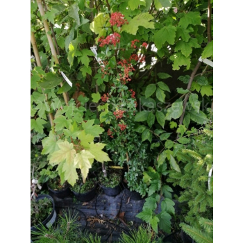 Ognik Orange Glow-Pyracantha