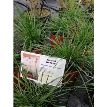 Śmiałek darniowy Goldtau - Deschampsia cespitosa
