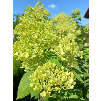 Hortensja bukietowa Limelight-Hydrangea paniculata