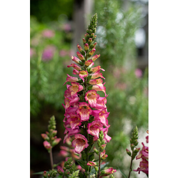 Naparstnica Digiplexis Berry Canary PBR - Digitalis hybrida