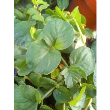 Tojeść rozesłana-Lysimachia nummularia