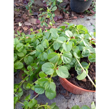 Tojeść rozesłana-Lysimachia nummularia