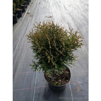 Żywotnik zachodni Hoseri - Thuja occidentalis