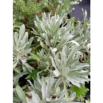 Smagliczka górska - Alyssum montanum