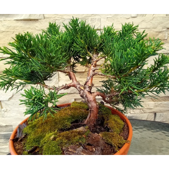 Jałowiec chiński Shimpaku-Juniperus chinensis
