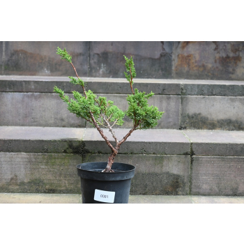 Jałowiec chiński Shimpaku - Juniperus chinensis 0081