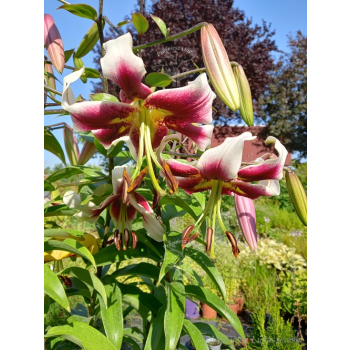 Lilia drzewiasta Flashpoint-Lilium oriental