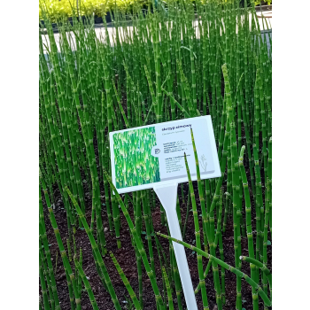 Skrzyp zimowy - Equisetum hyemale