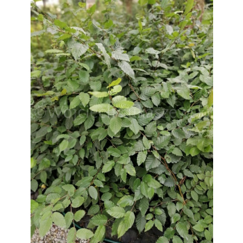 Grab pospolity-Carpinus betulus