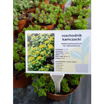 Rozchodnik kamczacki - Sedum kamtschaticum var. ellacombianum Rozchodnik kamczacki - Sedum kamtschaticum var. ellacombianum