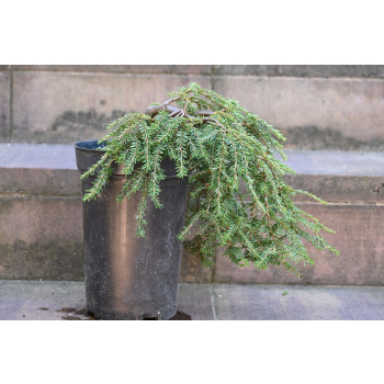 Choina kanadyjska Cole's Prostrate -Tsuga canadensis 0004