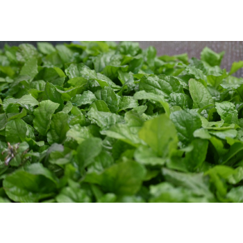 Dąbrówka rozłogowa Gold Chang - Ajuga reptans