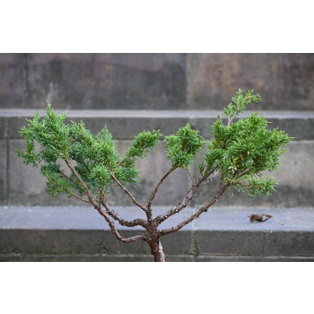 Jałowiec chiński Shimpaku - Juniperus chinensis 0083
