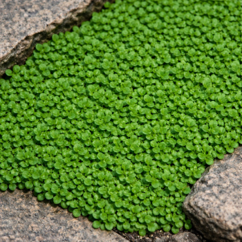 Mięta korsykańska - Mentha requienii