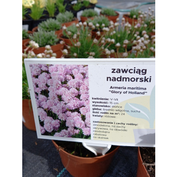 Zawciąg nadmorski Glory of Holland - Armeria maritima