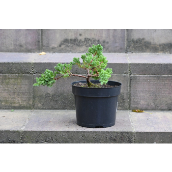 Jałowiec rozesłany Nana - Juniperus procumbens 0021