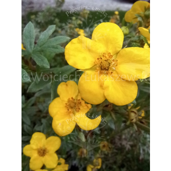 Pięciornik krzewiasty Goldfinger-Potentilla fruticosa