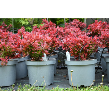 Berberys Thunberga Ruby Star - Berberis thunbergii