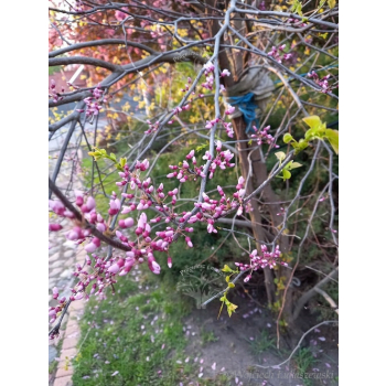 Judaszowiec kanadyjski-Cercis canadensis