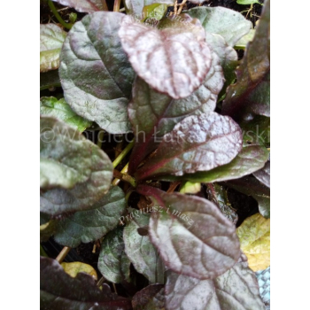Dąbrówka rozłogowa-Ajuga reptans