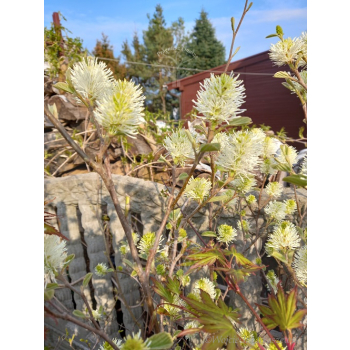 Fotergilla olszolistna Suzanne-Fothergilla gardenii