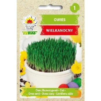 Owies wielkanocny