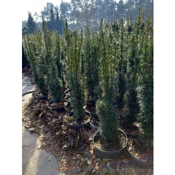 Taxus baccata Kazimierz Nowak