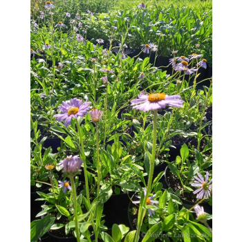 Aster tongolski-Aster tongolensis