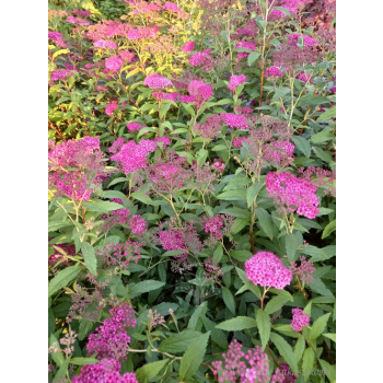 Tawuła japońska Neon Flash-Spiraea japonica