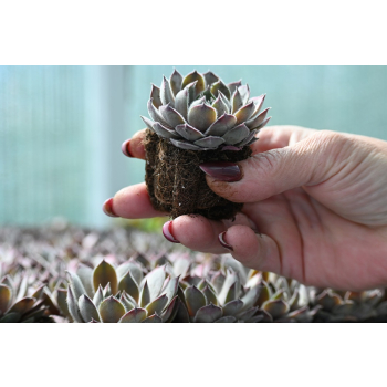 Rojnik ogrodowy Aquila - Sempervivum hybridum Rojnik ogrodowy Aquila - Sempervivum hybridum