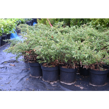 Jałowiec pospolity Repanda - Juniperus communis
