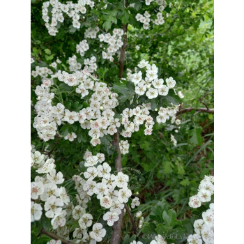 Głóg jednoszyjkowy-Crataegus monogyna