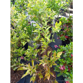 Borówka Bluecrop-Vaccinium corymbosum