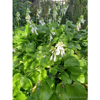 Funkia zielona-Hosta