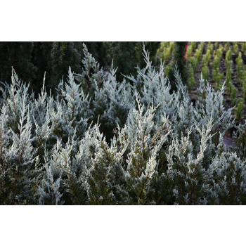 Jałowiec skalny Moonglow - Juniperus scopulorum