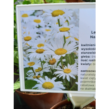 Jastrun wielki Silberprinzesschen - Luecanthemum maximum Nanus