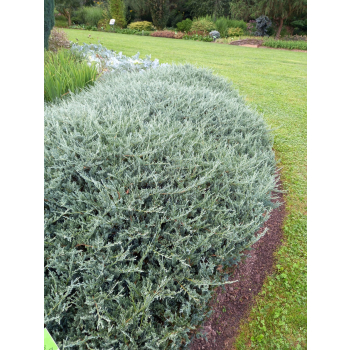 Jałowiec płożący Blue Chip - Juniperus horizontalis