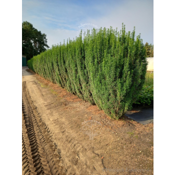 Taxus baccata Kazimierz Nowak