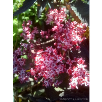 Bez czarny Black Beauty-Sambucus nigra
