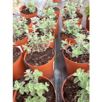 Kocimiętka Faassena Six Hill`s Giant - Nepeta faassenii