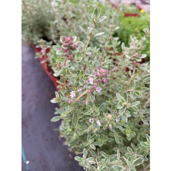 Macierzanka cytrynowa-Thymus x citriodorus Silver King