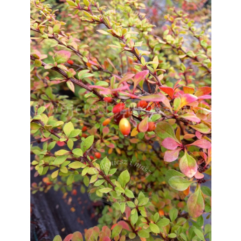 Berberys Thunberga Sunsation-Berberis thunbergii