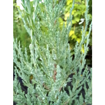 Jałowiec skalny Blue Arrow - Juniperus scopulorum