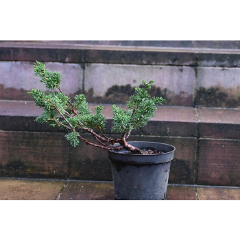 Jałowiec chiński Shimpaku - Juniperus chinensis 0087